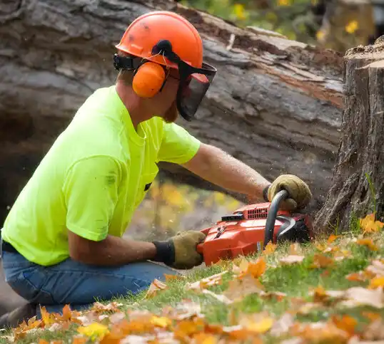 tree services Mays Landing